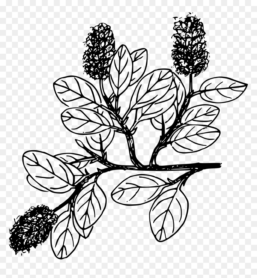 Snow Willow Clip Arts - Drawing, HD Png Download - willow png