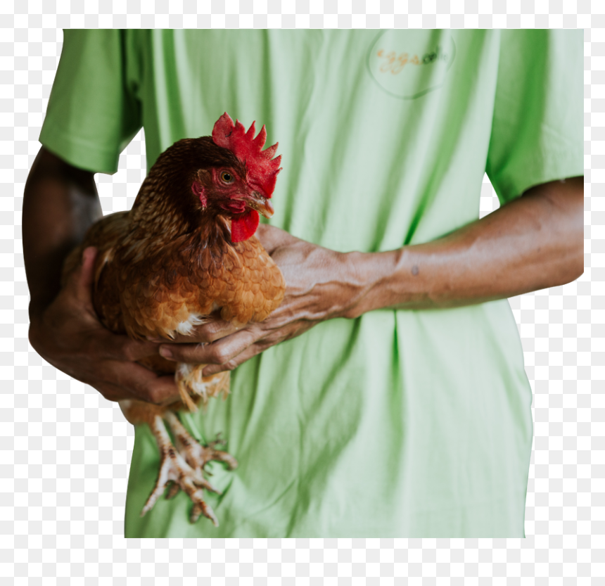 Rooster, HD Png Download - live chicken png