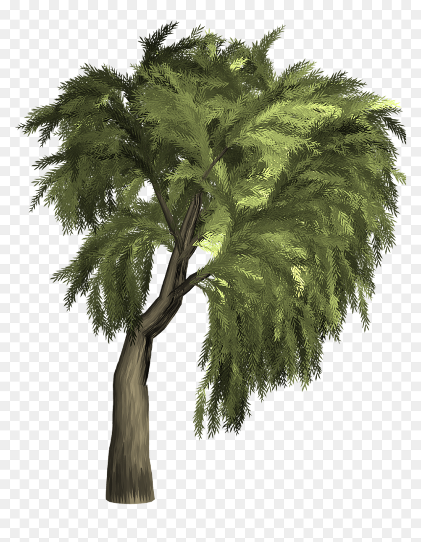 Arvore Png, Transparent Png - willow png