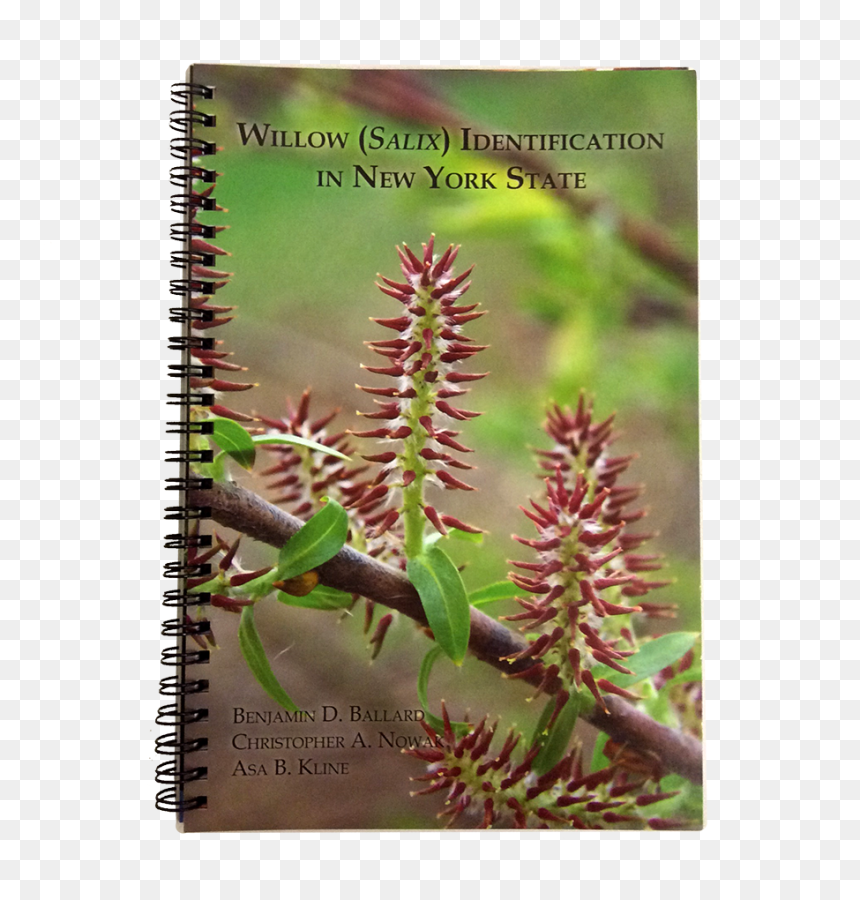 Willow Png , Png Download - Spiral, Transparent Png - willow png