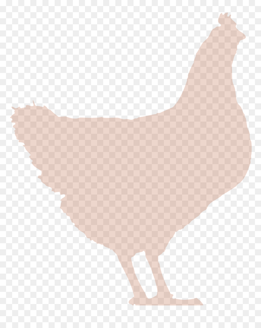 Rooster, HD Png Download - live chicken png