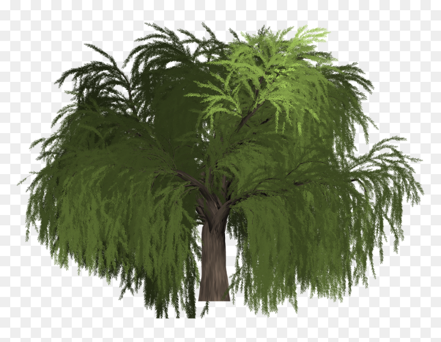 Roystonea, HD Png Download - willow png