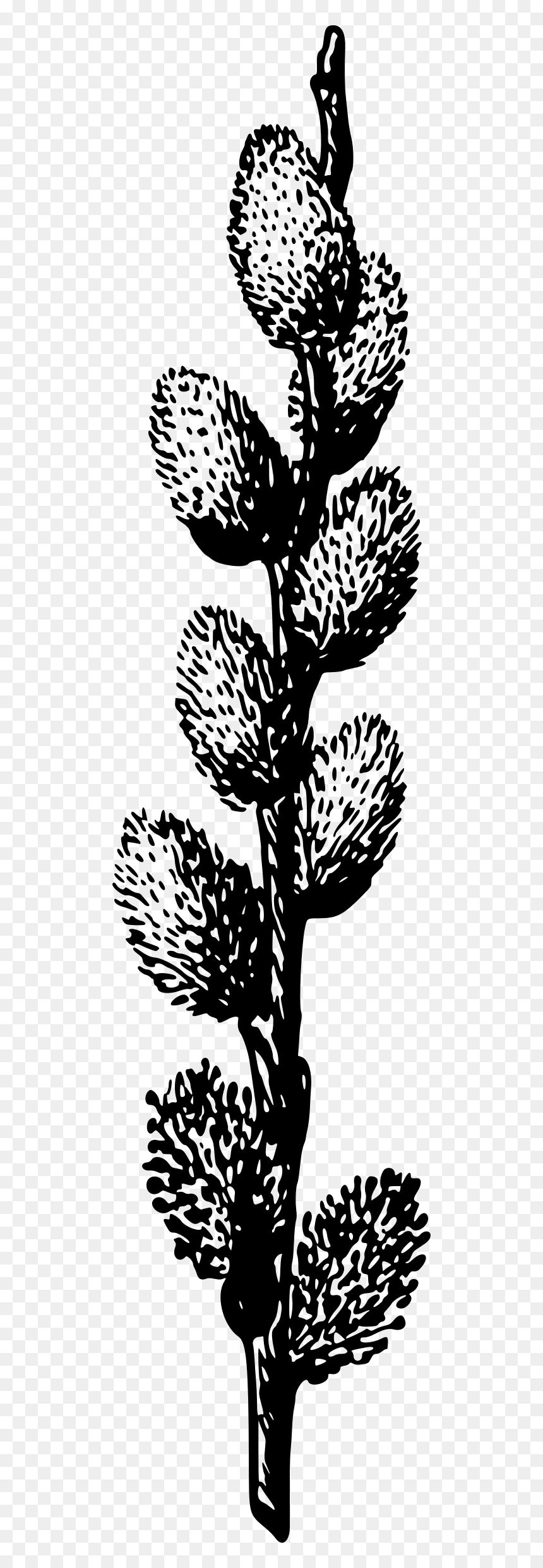Pussy Willow Clip Arts - Pussy Willow Clip Art Free, HD Png Download - willow png
