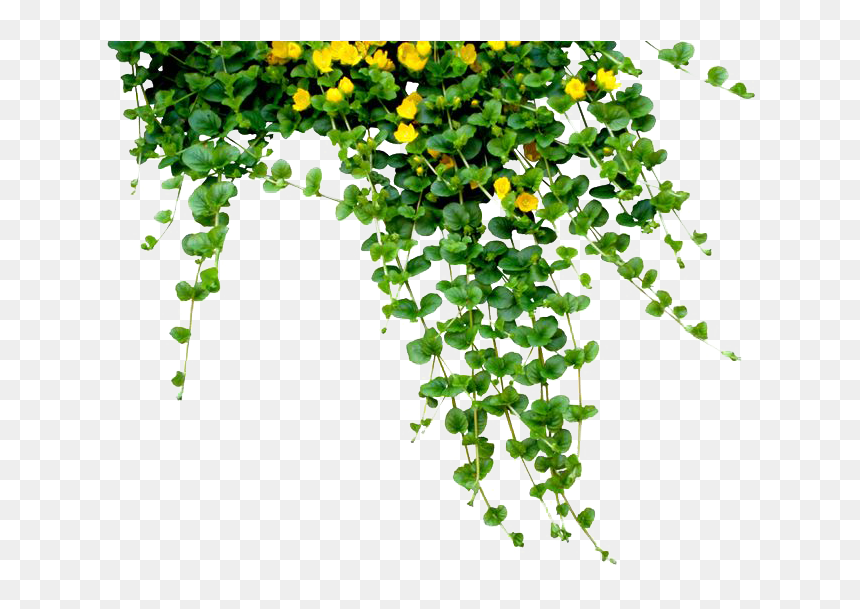 Download Plants Png Free Download - Plants Png, Transparent Png - bushes vector png