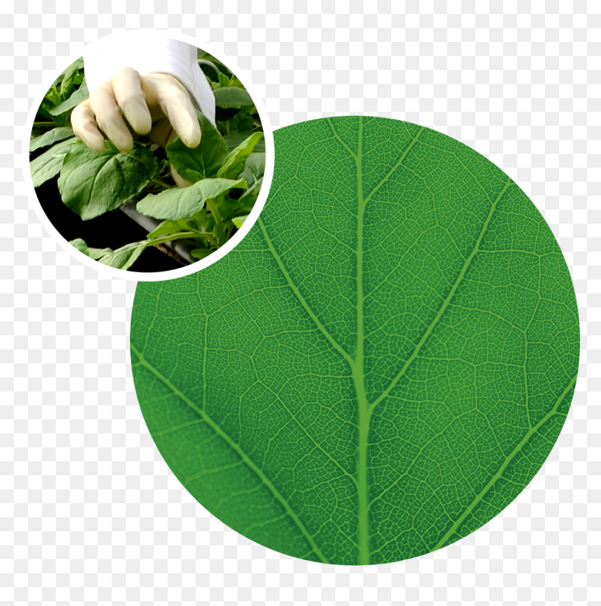 Future Of International Environmental Law By David, - Klimaforum, HD Png Download - paan leaf png