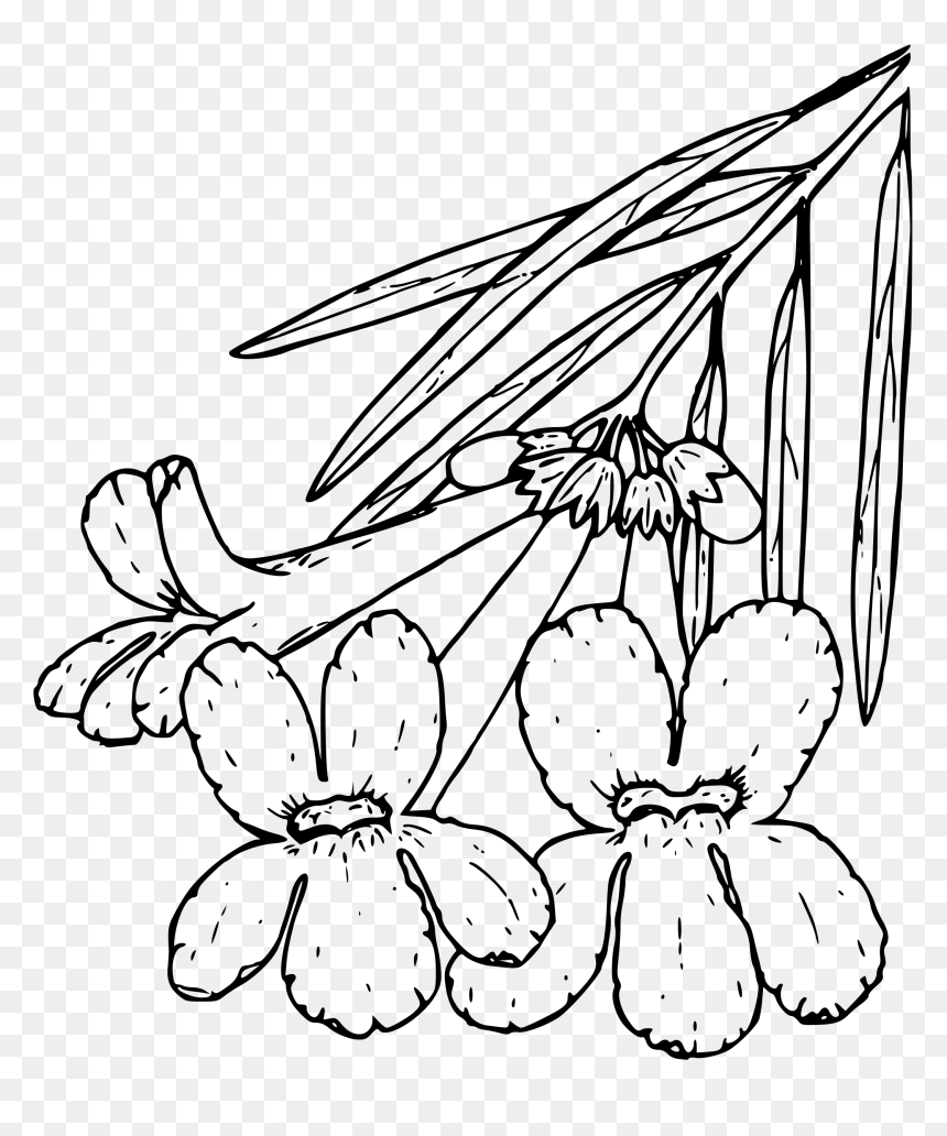 Willow Big Image Png - Desert Willow Drawing, Transparent Png - willow png