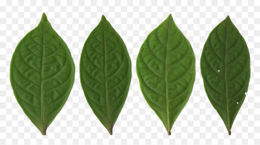 Blatt Pfirsichbaum, HD Png Download - paan leaf png