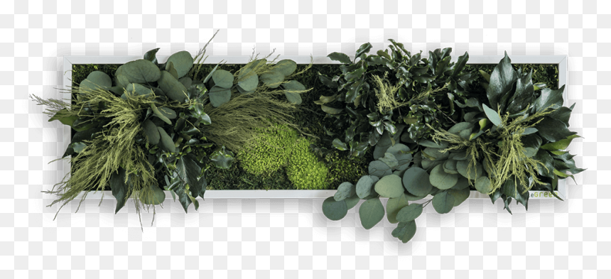 Pflanzenbild, HD Png Download - indoor plants top view png