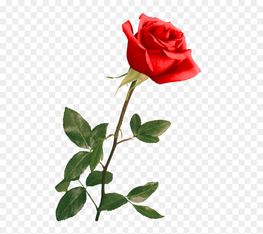 Red Rose By Violettalestrange - Rose With Stem Photography, HD Png Download - png wedding images for photoshop