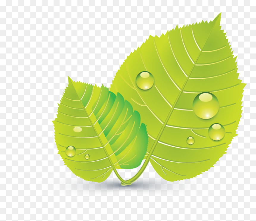 Design Free Logo Green Leaves Online Template - Illustration, HD Png Download - green leaf design png