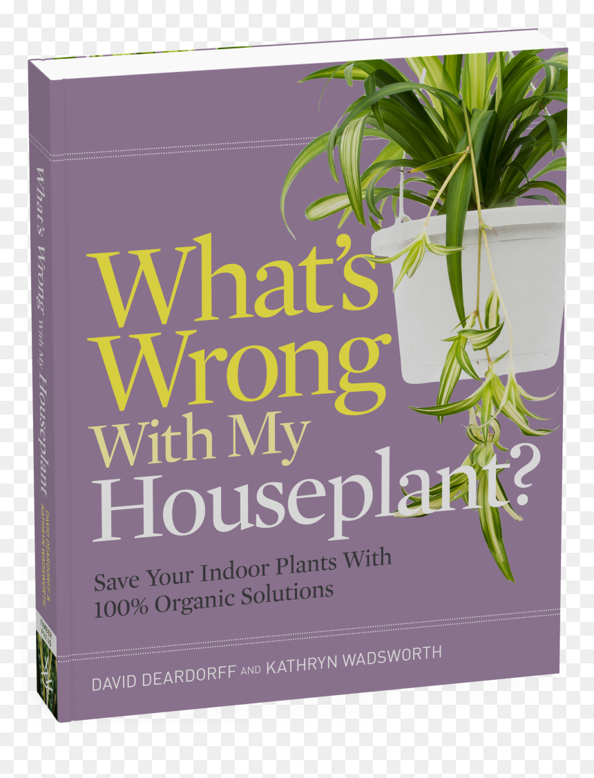 Cover - Yucca, HD Png Download - indoor plants top view png