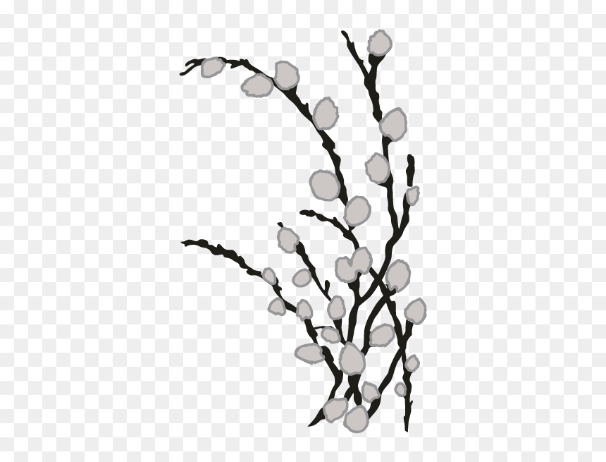 Pussy Willows Clipart Black And White, HD Png Download - willow png