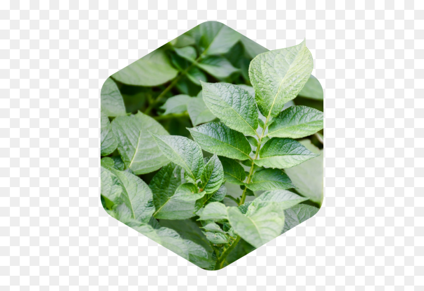 Carbon Neutrality - Herbal, HD Png Download - paan leaf png