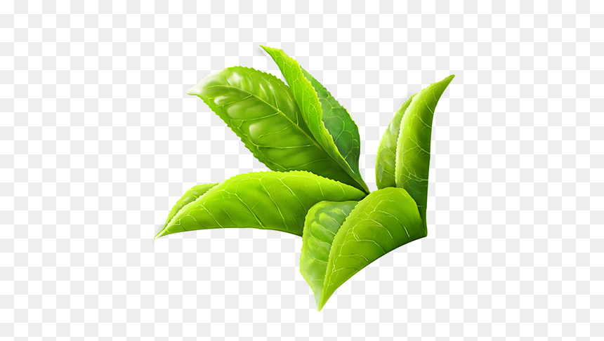 Thumb Image - Transparent Tea Leaves Png, Png Download - green leaf design png