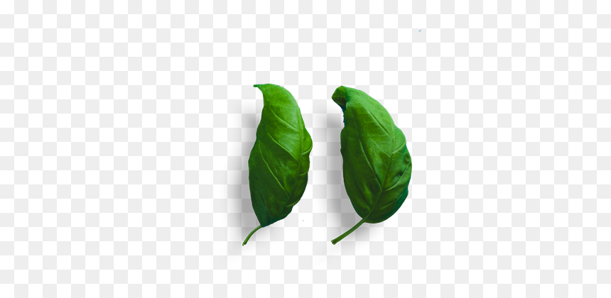 Bud, HD Png Download - paan leaf png