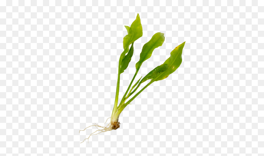 Aquatic Plant Care"

 
 Data Rimg="lazy"
 Data Rimg - Leaf Vegetable, HD Png Download - indoor plants top view png