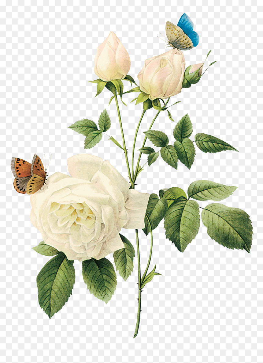 Vintage Flowers Design, HD Png Download - flowers design png