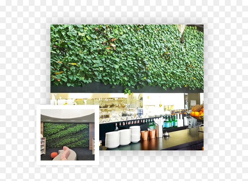 About - Backyard, HD Png Download - indoor plants top view png
