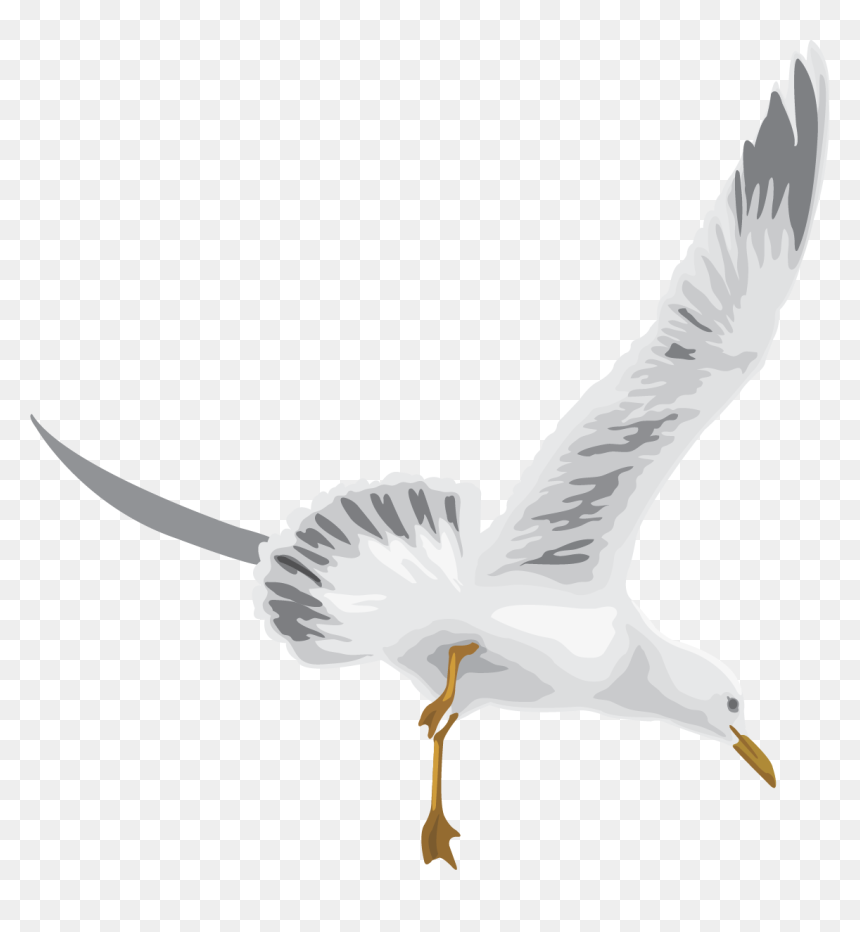 White Stork, HD Png Download - pegion png