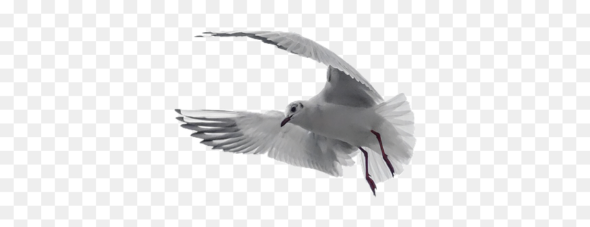 Columbidae, HD Png Download - pegion png