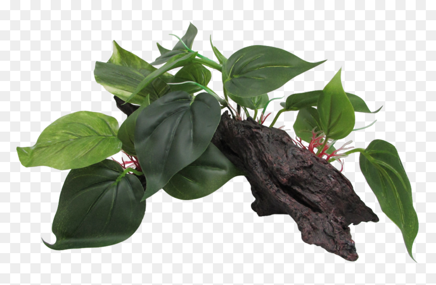 Tea Plant, HD Png Download - paan leaf png