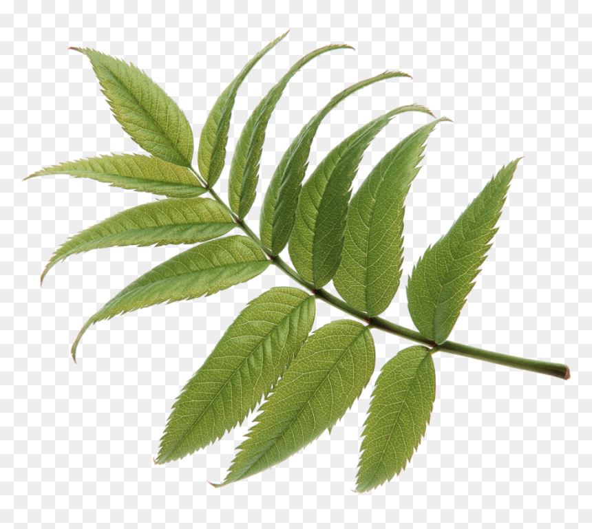 Elm, HD Png Download - green leaf design png