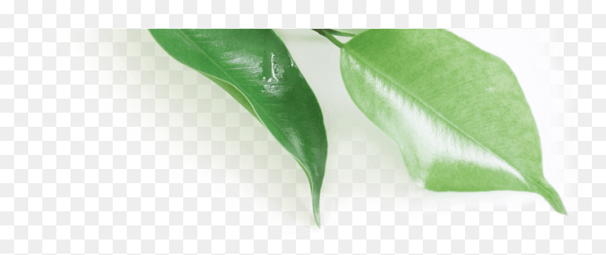 Leather Jacket, HD Png Download - paan leaf png