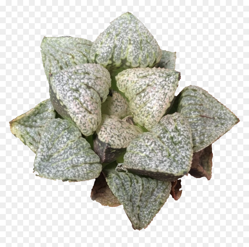 Stonecrop Family, HD Png Download - paan leaf png