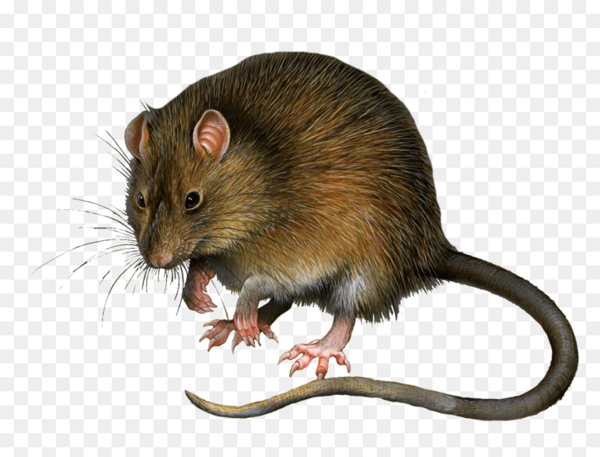 Mouse Rat Png Image - Rat Images Png, Transparent Png - mouse png images