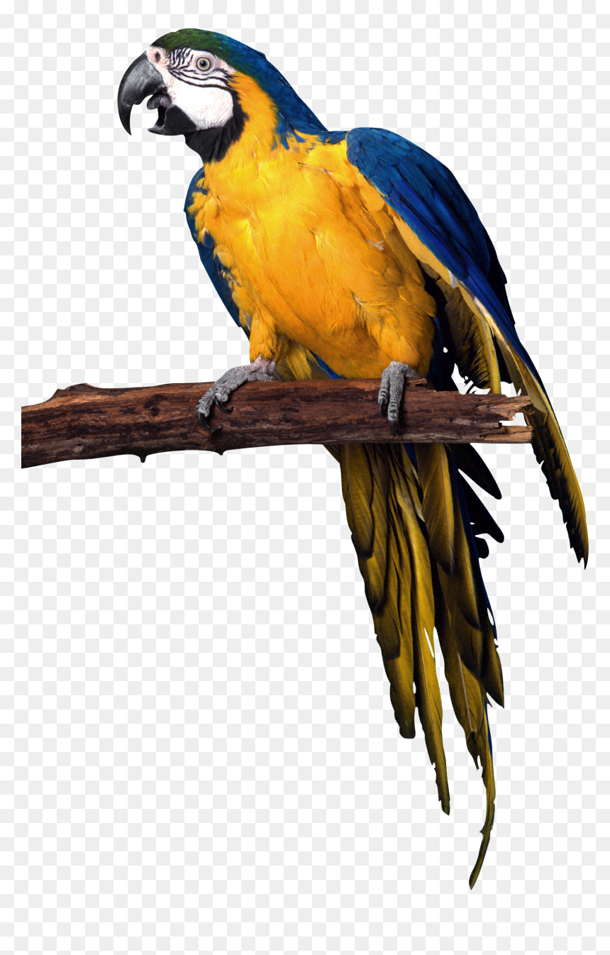 Eighteen Isolated Stock Photo - Transparent Background Parrots Png, Png Download - indian parrot png