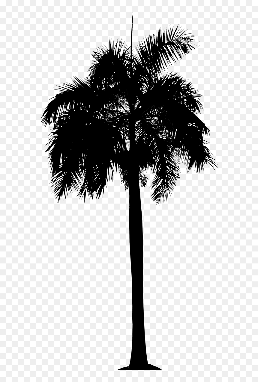 Asian Palmyra Palm Date Palm Leaf Palm Trees Plant - Queen Palm Sketchup, HD Png Download - tree stem png