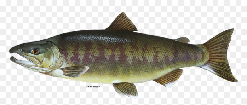 Fish Salmon With Water Png - Chum Salmon, Transparent Png - real fish png