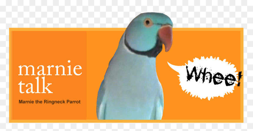 Picture - Book Art, HD Png Download - indian parrot png