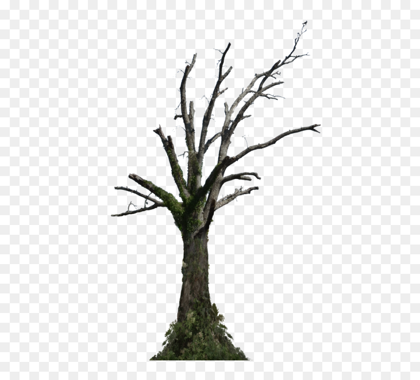 Dead Trees Png, Transparent Png - tree stem png