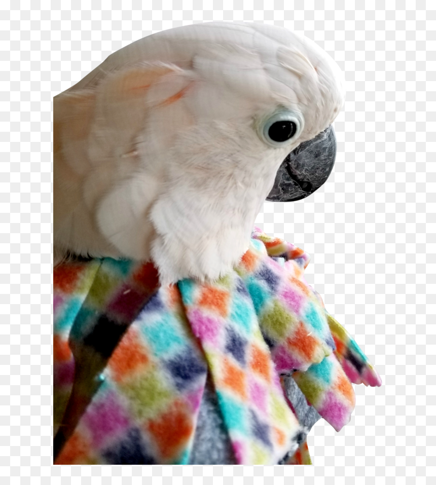 Unruffledrx Fleece Parrot Collar, Velcro Closure - Parrot Collars, HD Png Download - indian parrot png