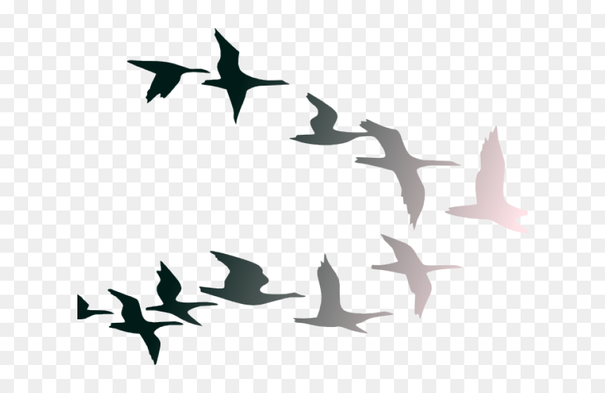 Birds Flying Clipart - Flying Transparent Bird Png, Png Download - flight clipart png