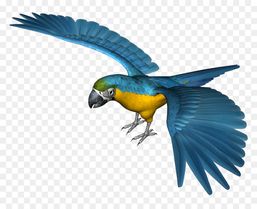 Large Blue Parrot Png Clipart - Parrot Clipart Blue, Transparent Png - indian parrot png