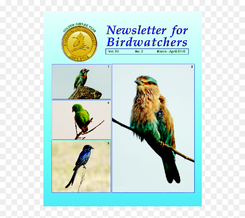 Indian Parrot Png, Transparent Png - indian parrot png
