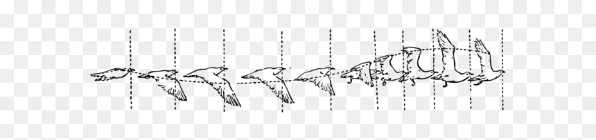 Bird Flight Png Images - Bird Flight Diagram, Transparent Png - flight clipart png