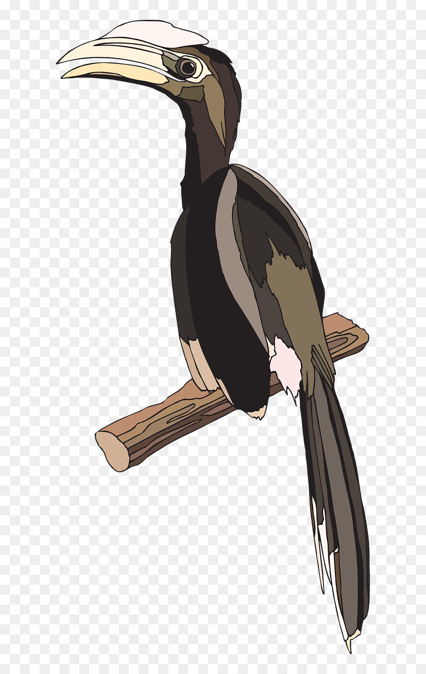 Hornbill, HD Png Download - indian parrot png