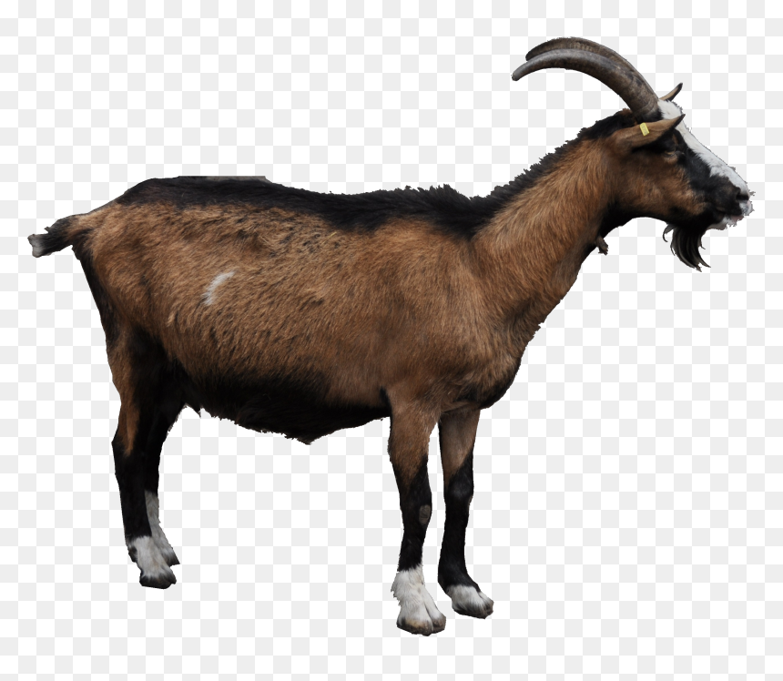 Png Images Free Download - Goat .png, Transparent Png - indian sheep png