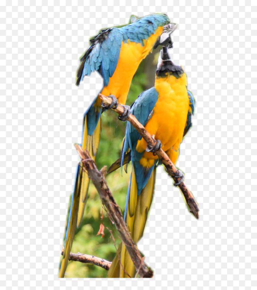 Macaw, Png Download - Macaw, Transparent Png - indian parrot png