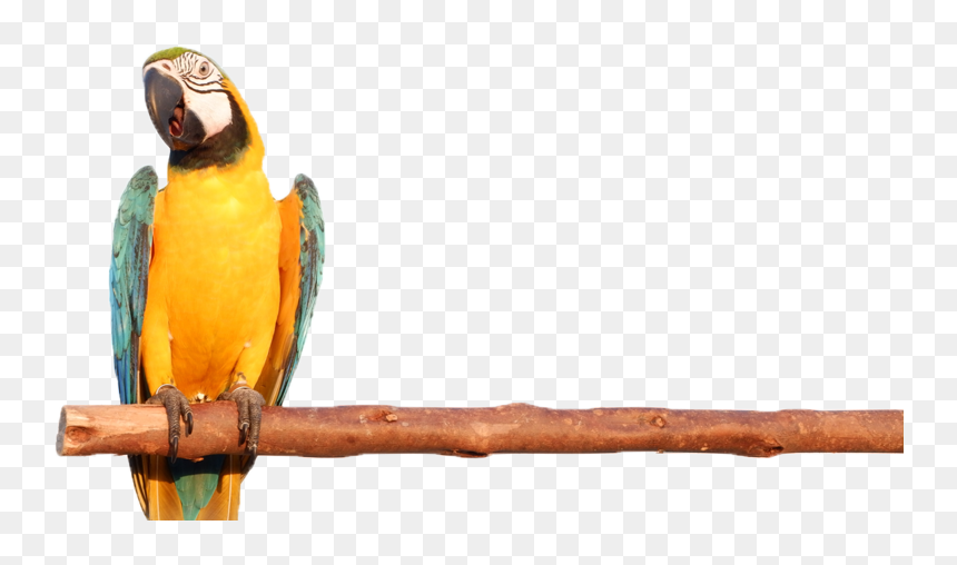 Mobile Petting Zoo - Macaw, HD Png Download - indian parrot png