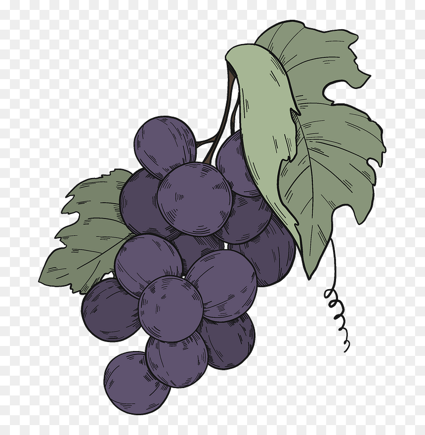 Black Grapes With Leaves Clipart - Seedless Fruit, HD Png Download - black grapes png