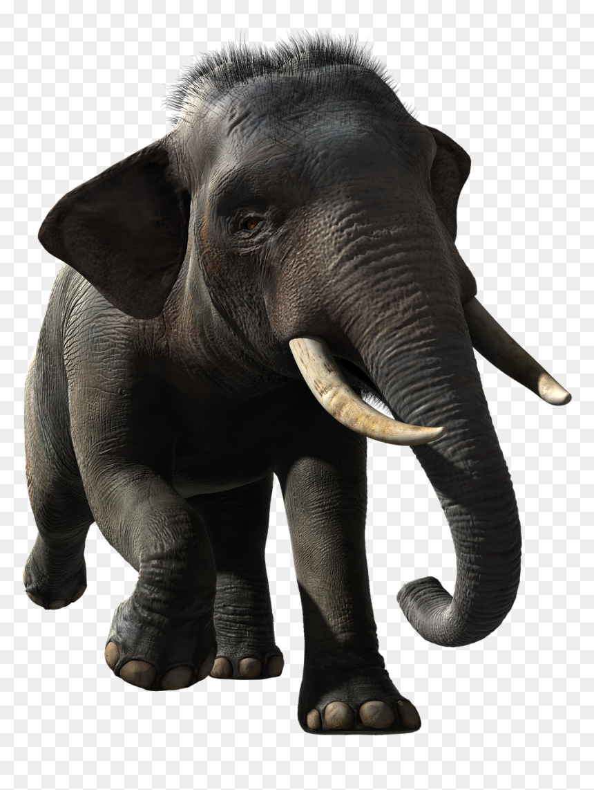 Elephant, HD Png Download - indian sheep png