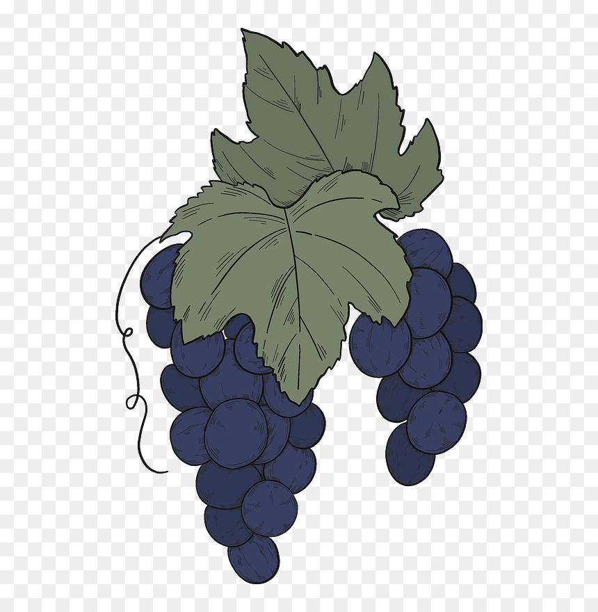 Black Grapes With Leaves Clipart - Seedless Fruit, HD Png Download - black grapes png