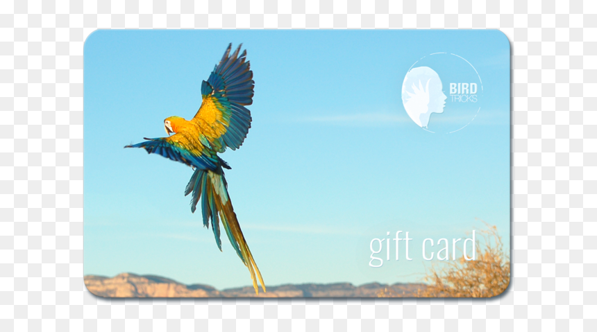 Macaw, HD Png Download - indian parrot png