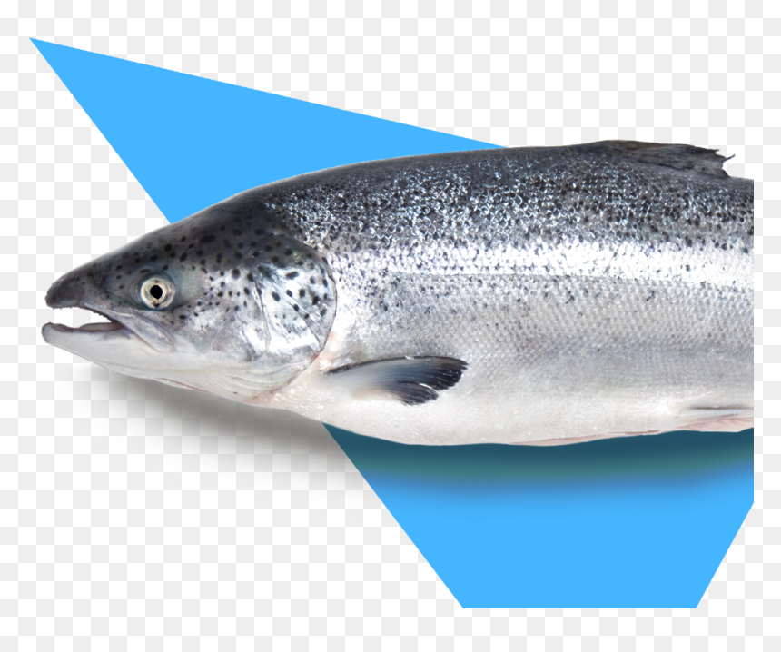 Touladi, Hd Png Download - Portable Network Graphics, Transparent Png - real fish png