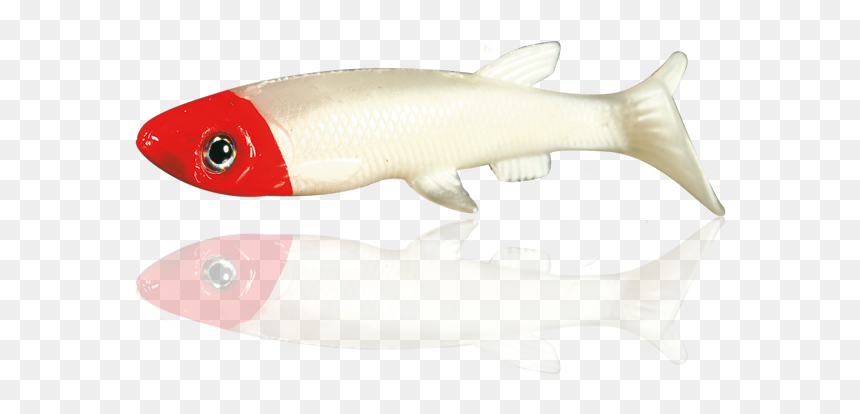 Nomura Real Fish - Fish Products, HD Png Download - real fish png