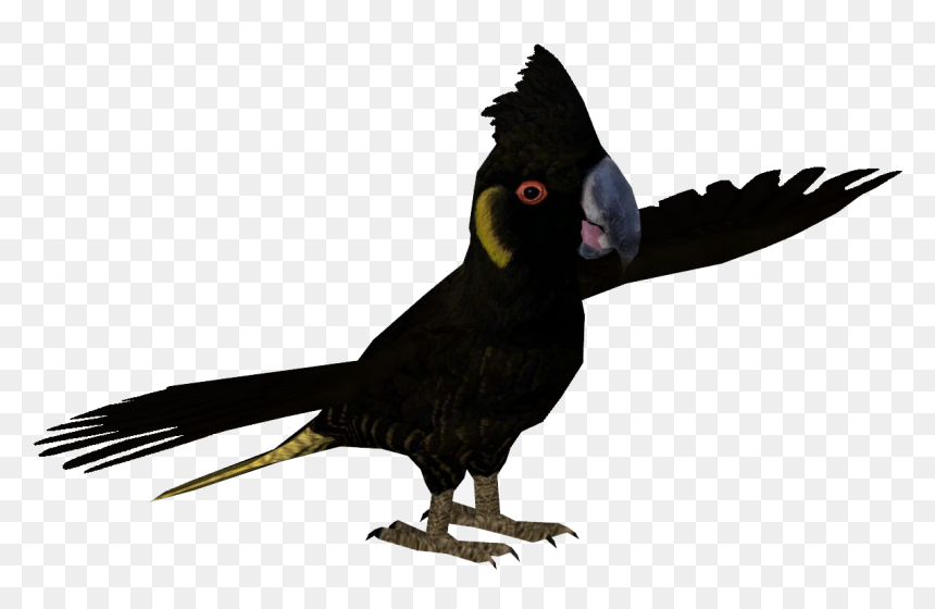Parrot, HD Png Download - indian parrot png